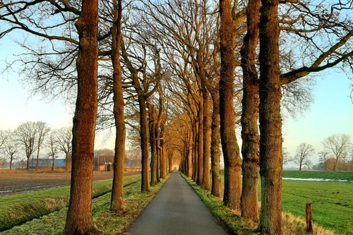 weg met bomen